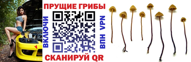 Галлюциногенные грибы Magic Shrooms площадка состав Приморско-Ахтарск где можно купить